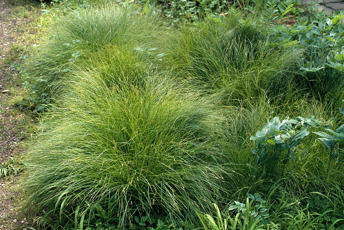 Carex Ornithopoda