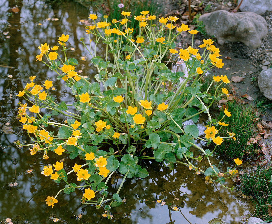 Caltha palustris