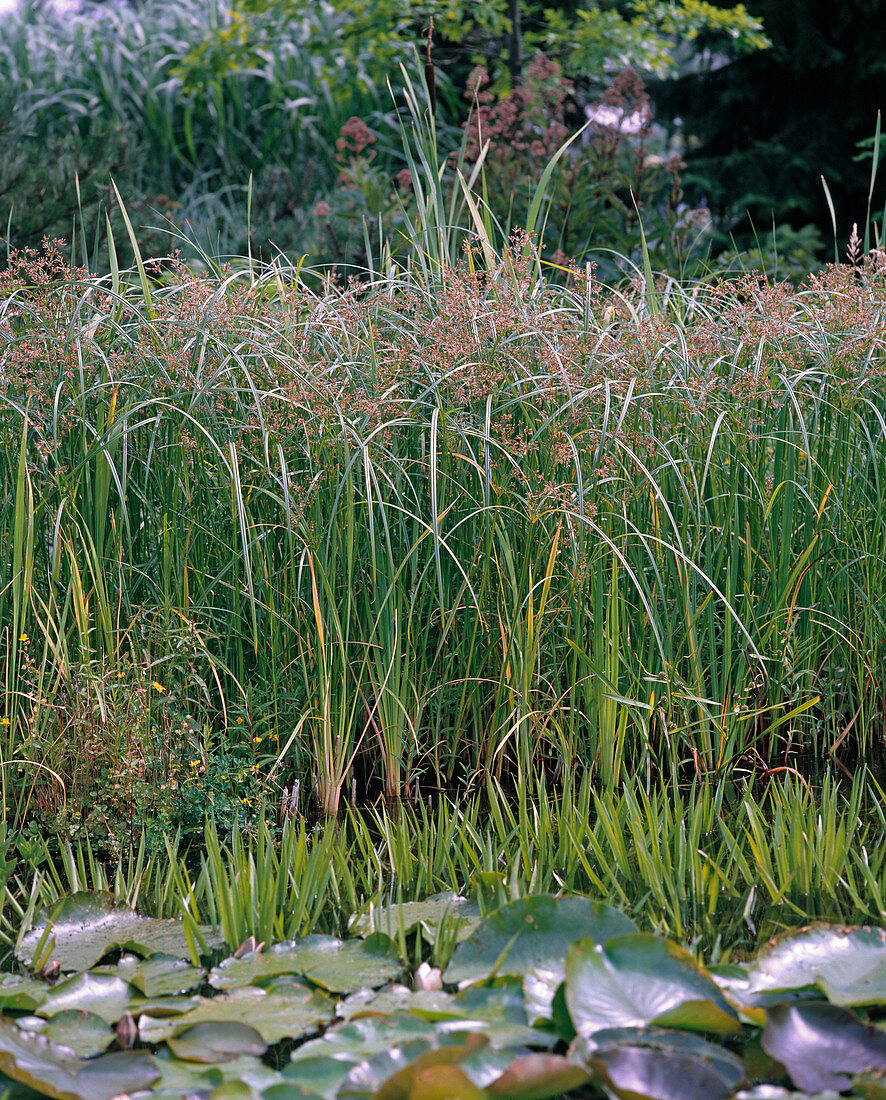 Cyperus longus