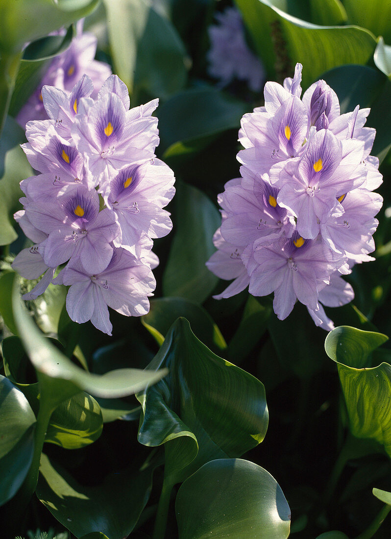 Eichhornia crassipes