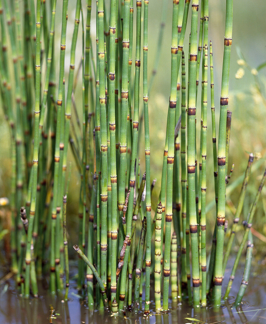 Equisetum hyemale