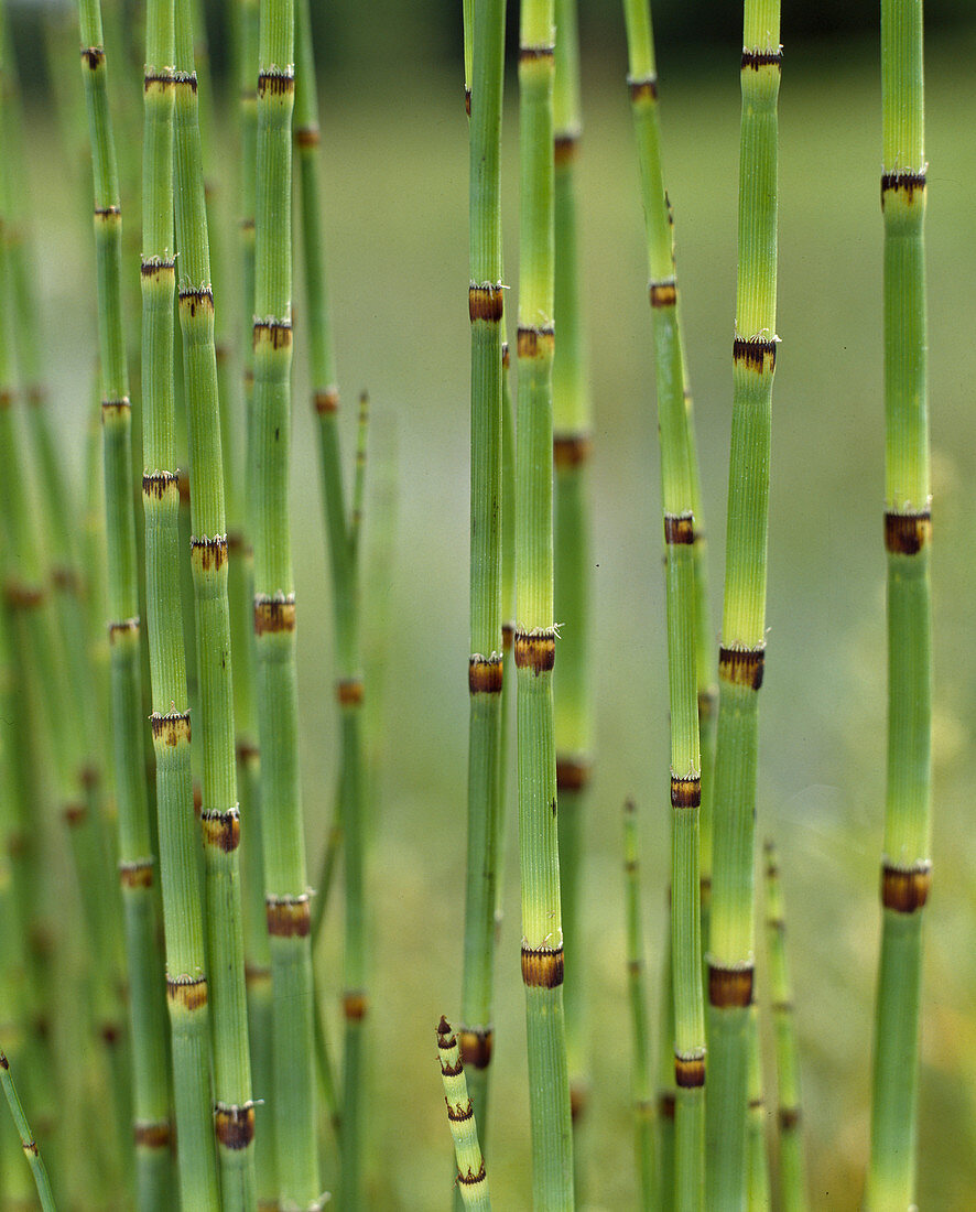 Equisetum hyemale