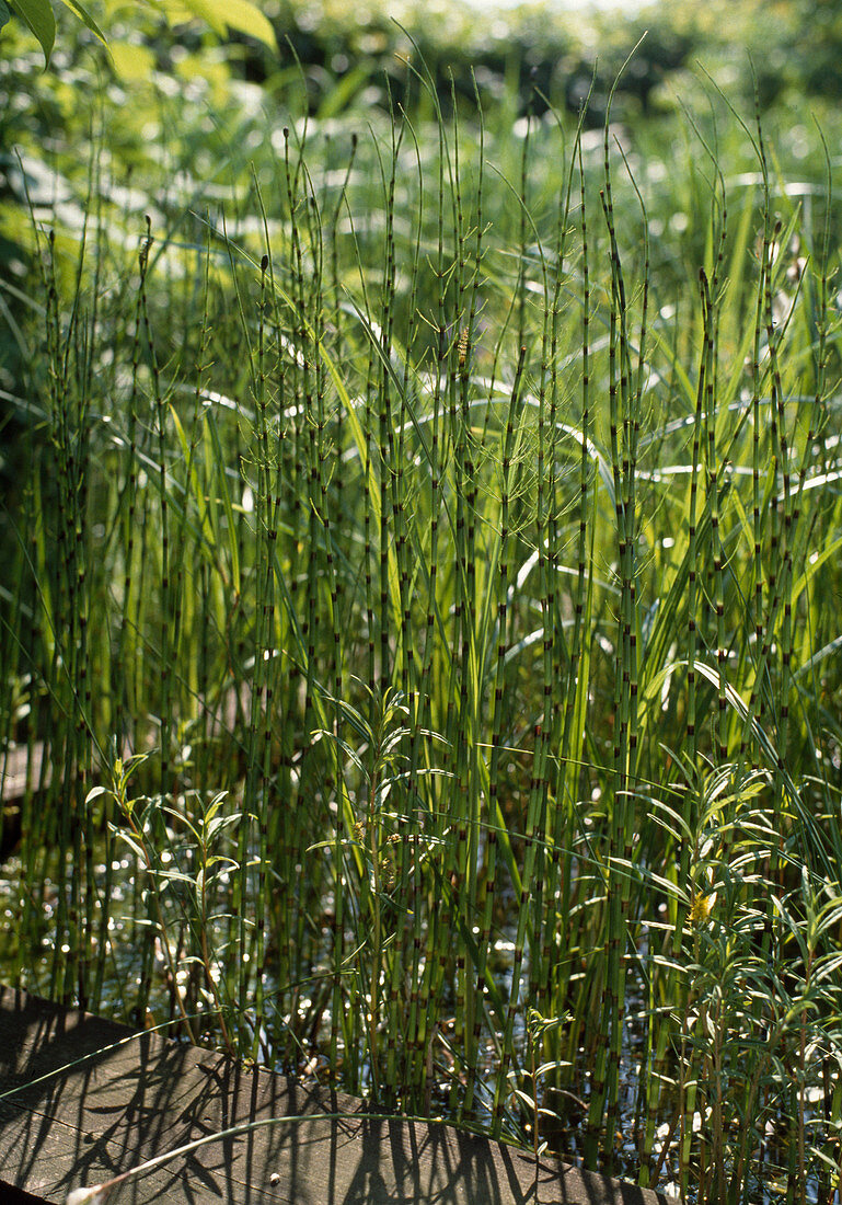 Equisetum fluviatile