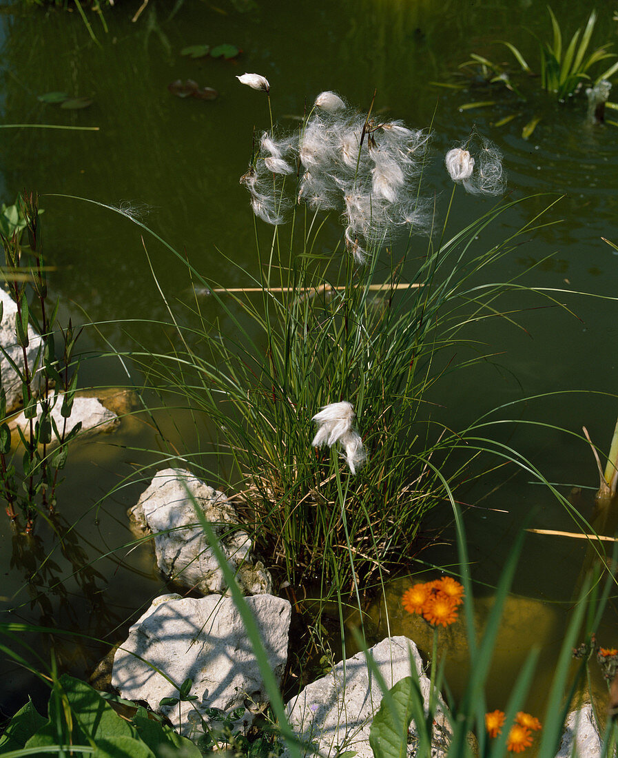 Eriophorum angustifolium