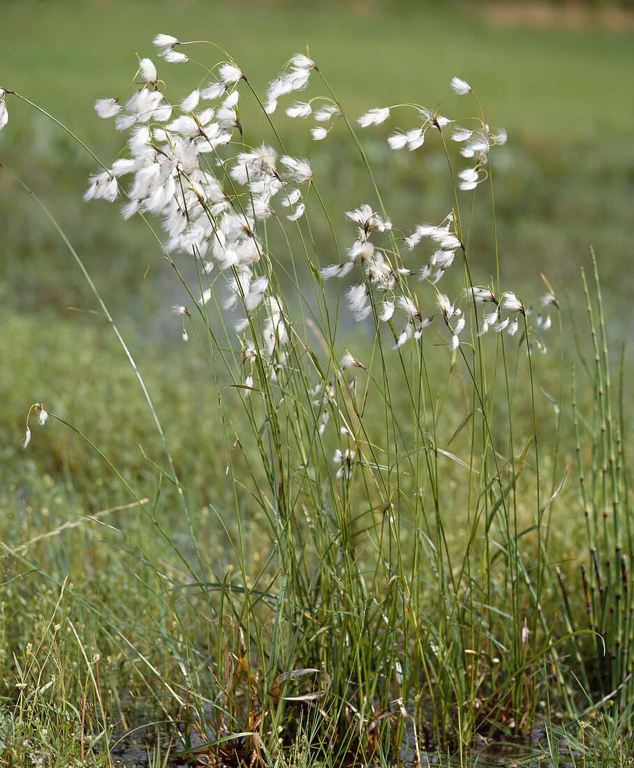 Eriophorum latifolium