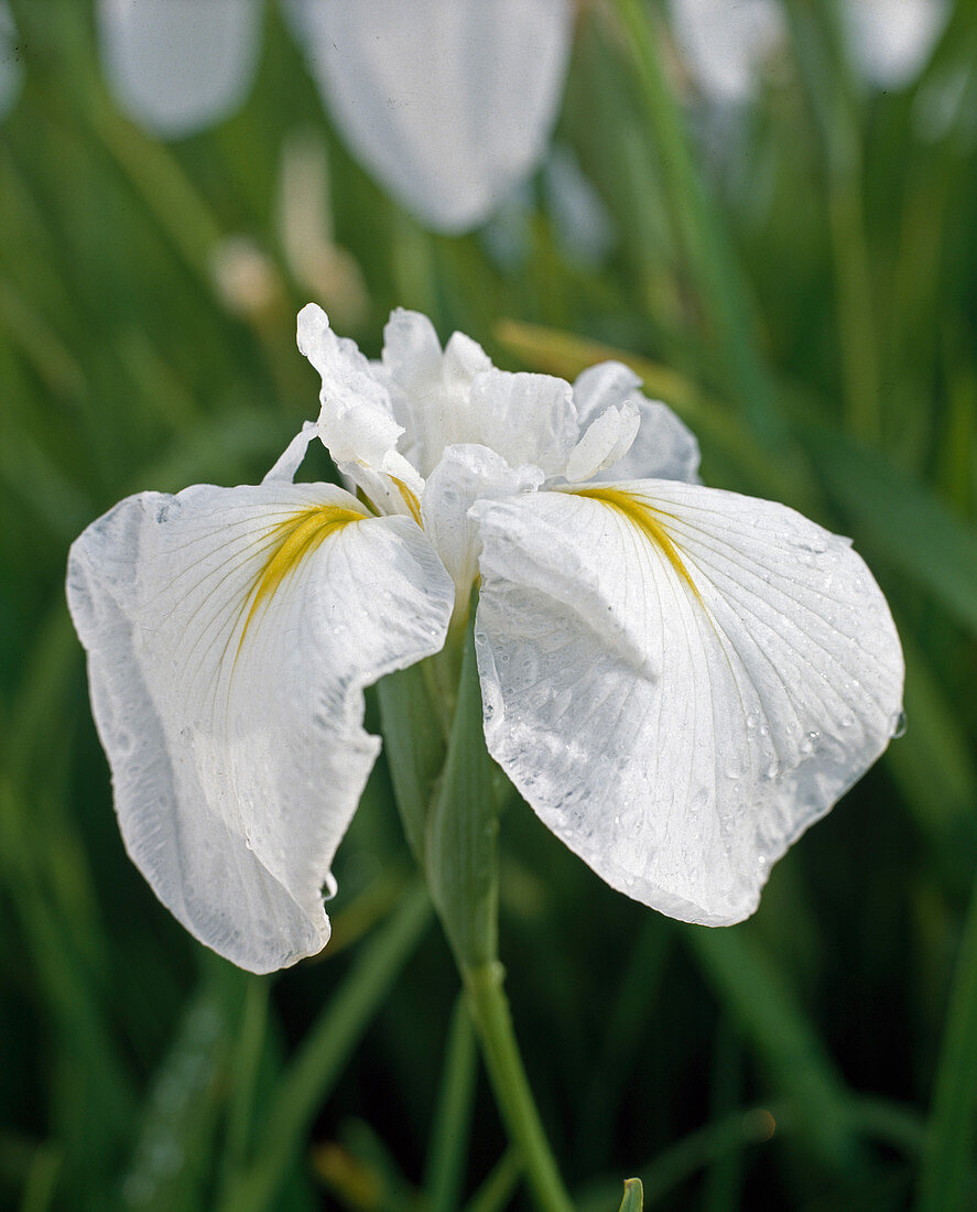 Iris kaempferi