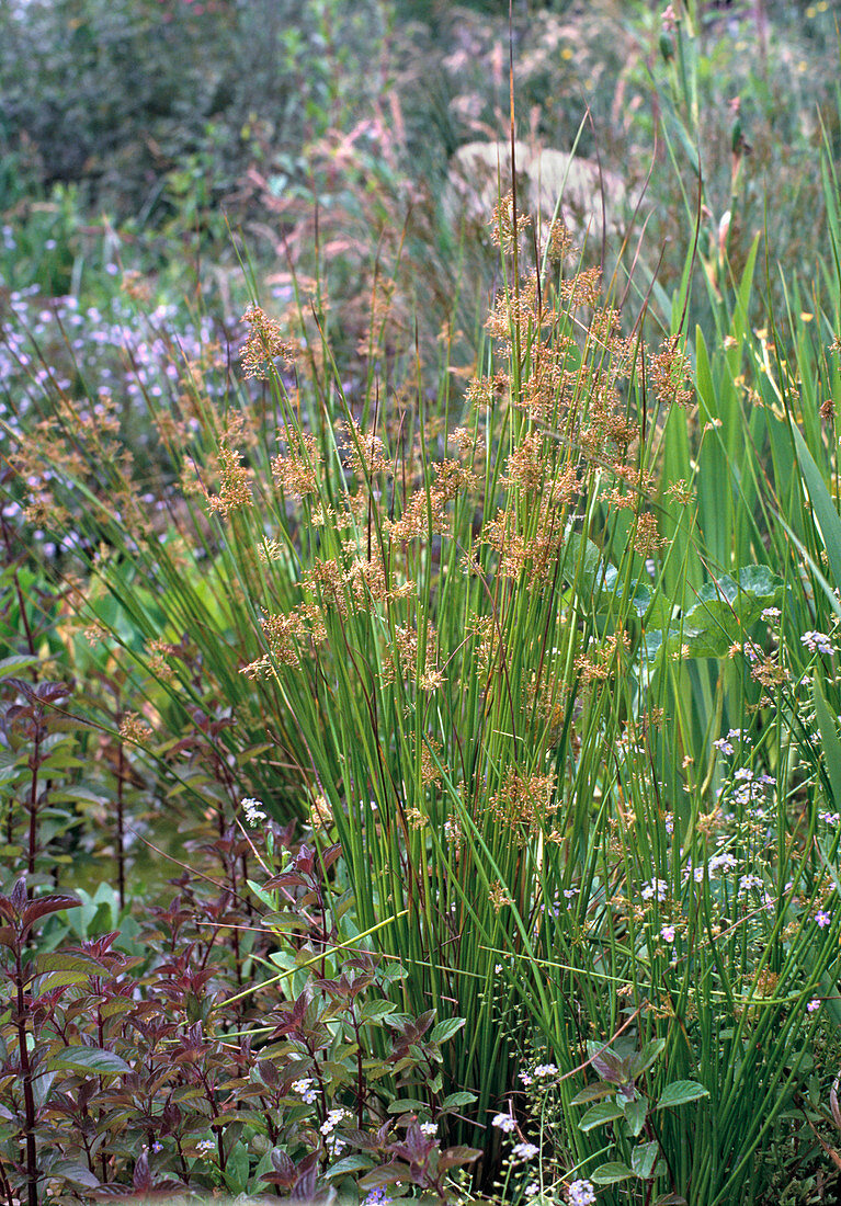 Juncus effusus (Fluttering rush)