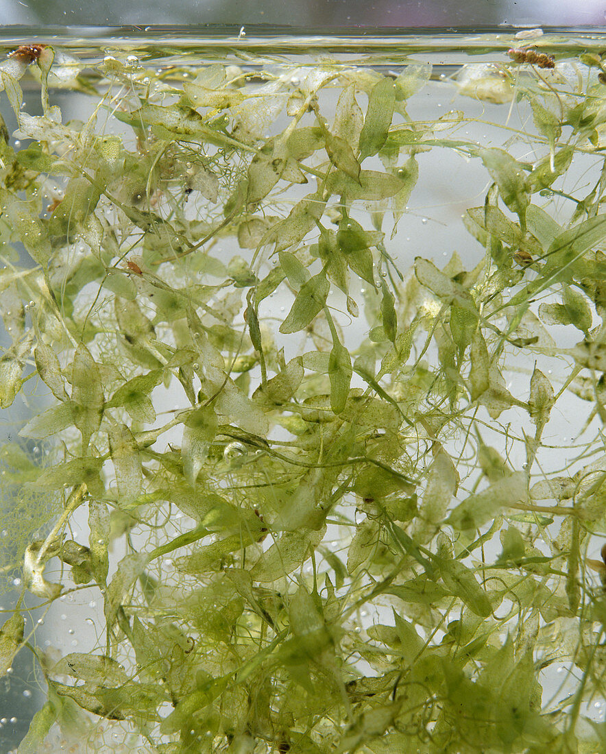 Potamogeton (Pondweed)