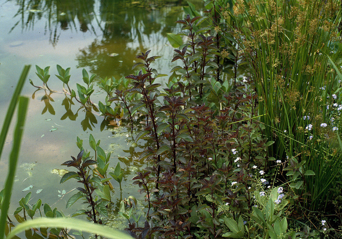 Mentha aquatica