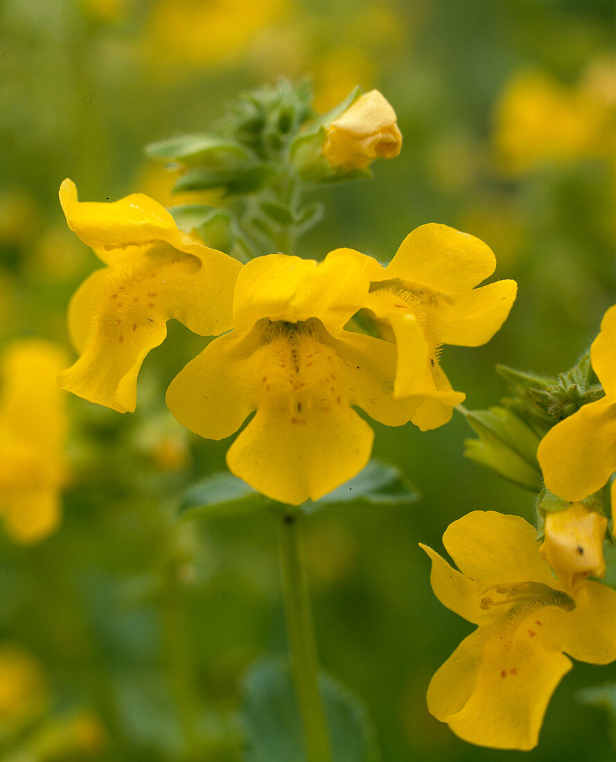 Mimulus luteus