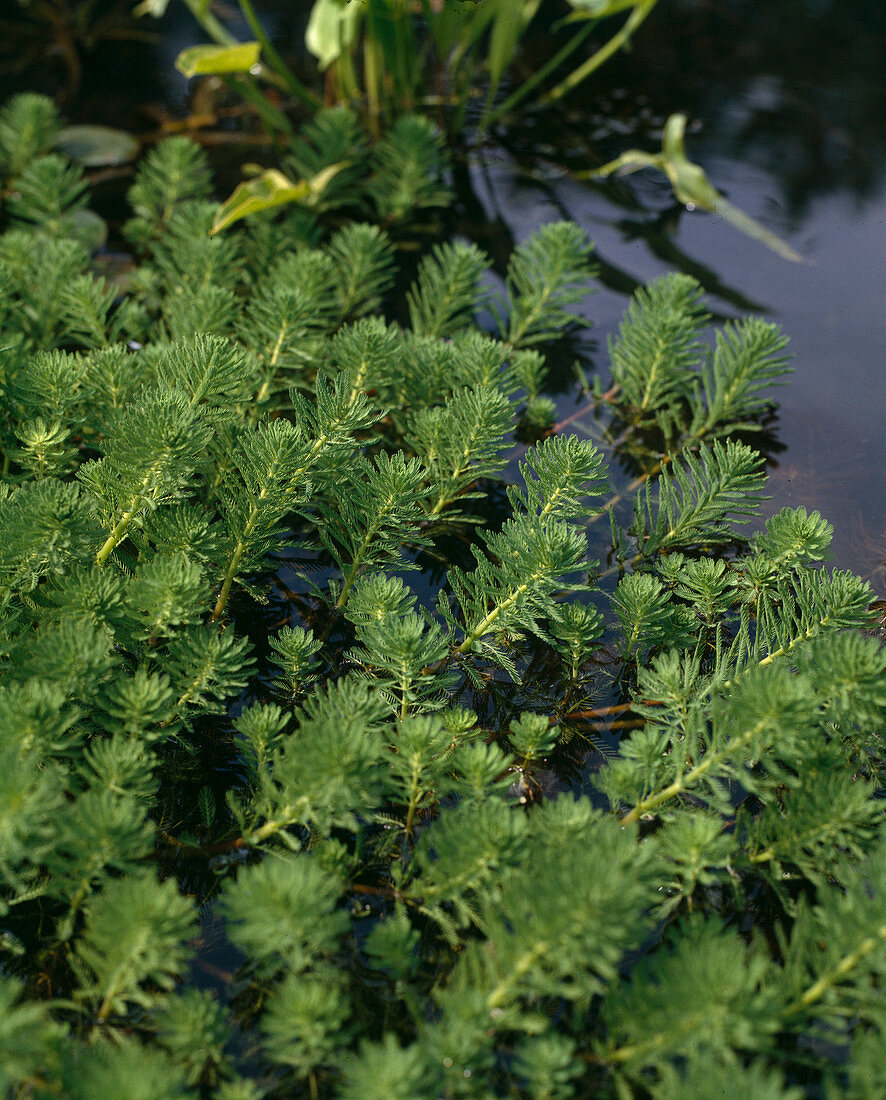 Myriophyllum verticillatum