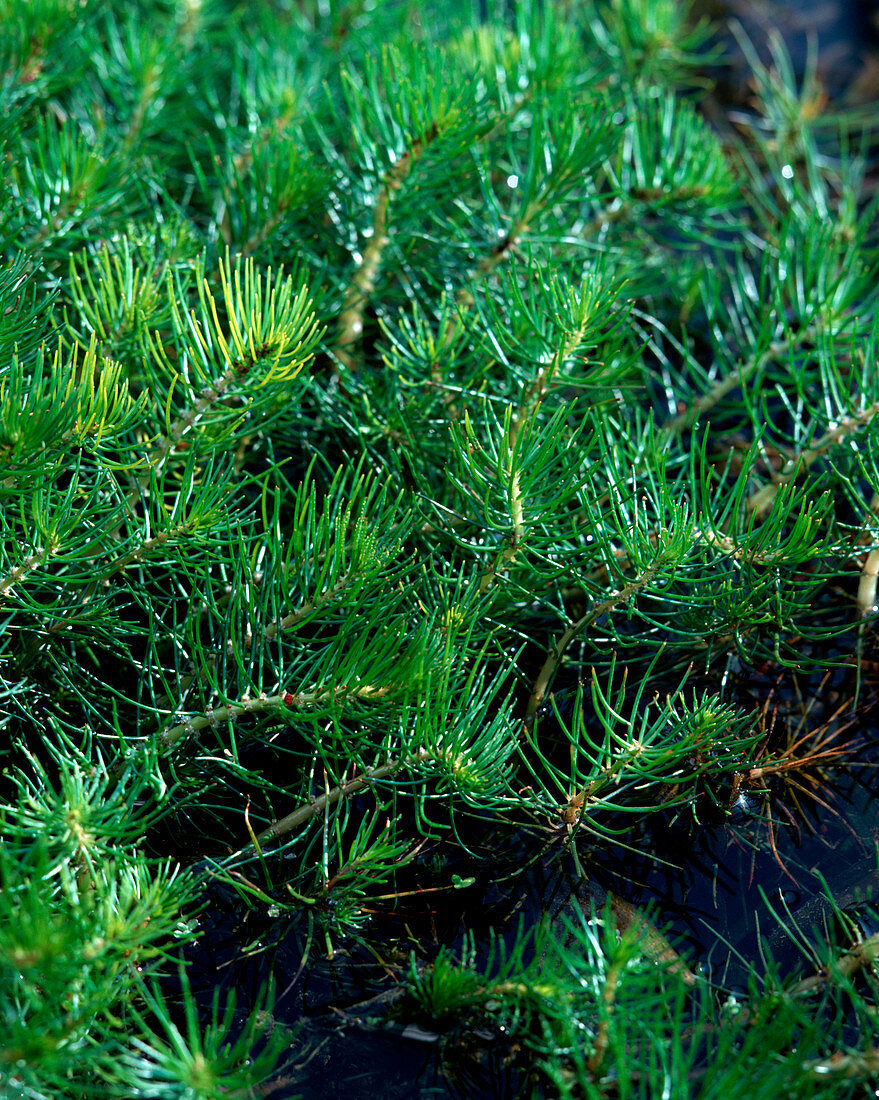 Myriophyllum propinquum