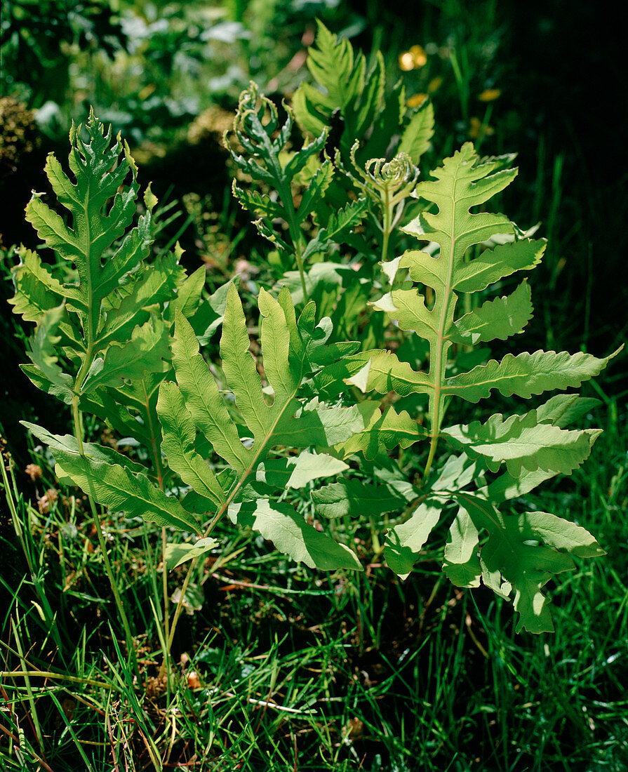 Onoclea sensiblilis