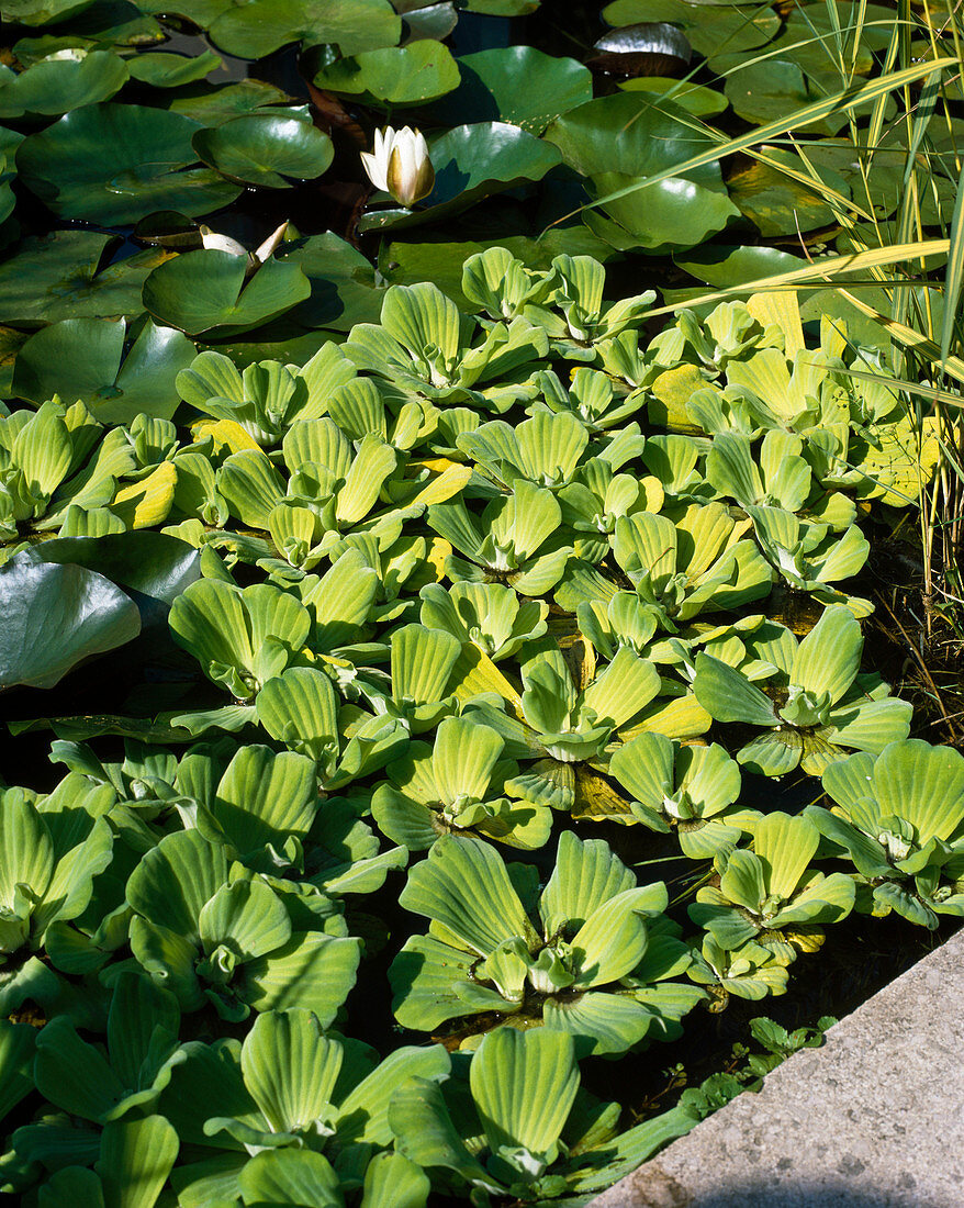 Pistia stratiotes