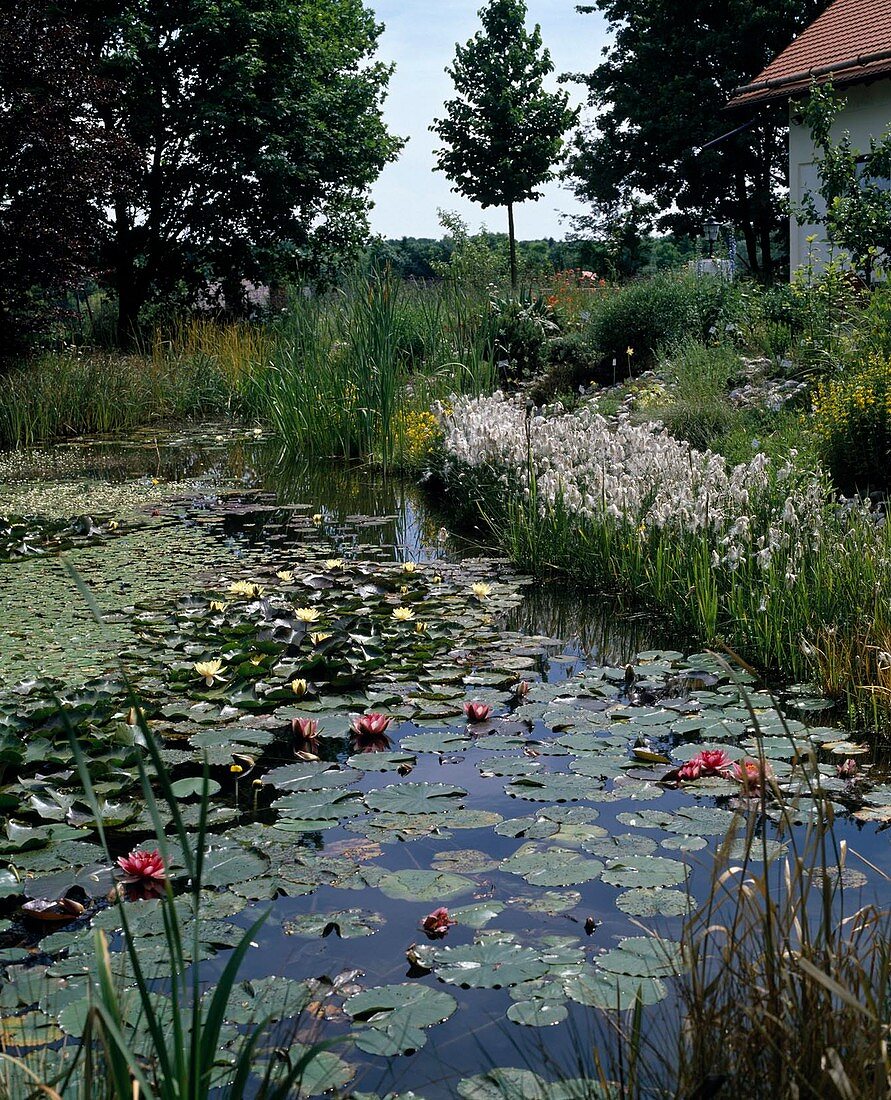 Pond with Eriophorum and water lilies