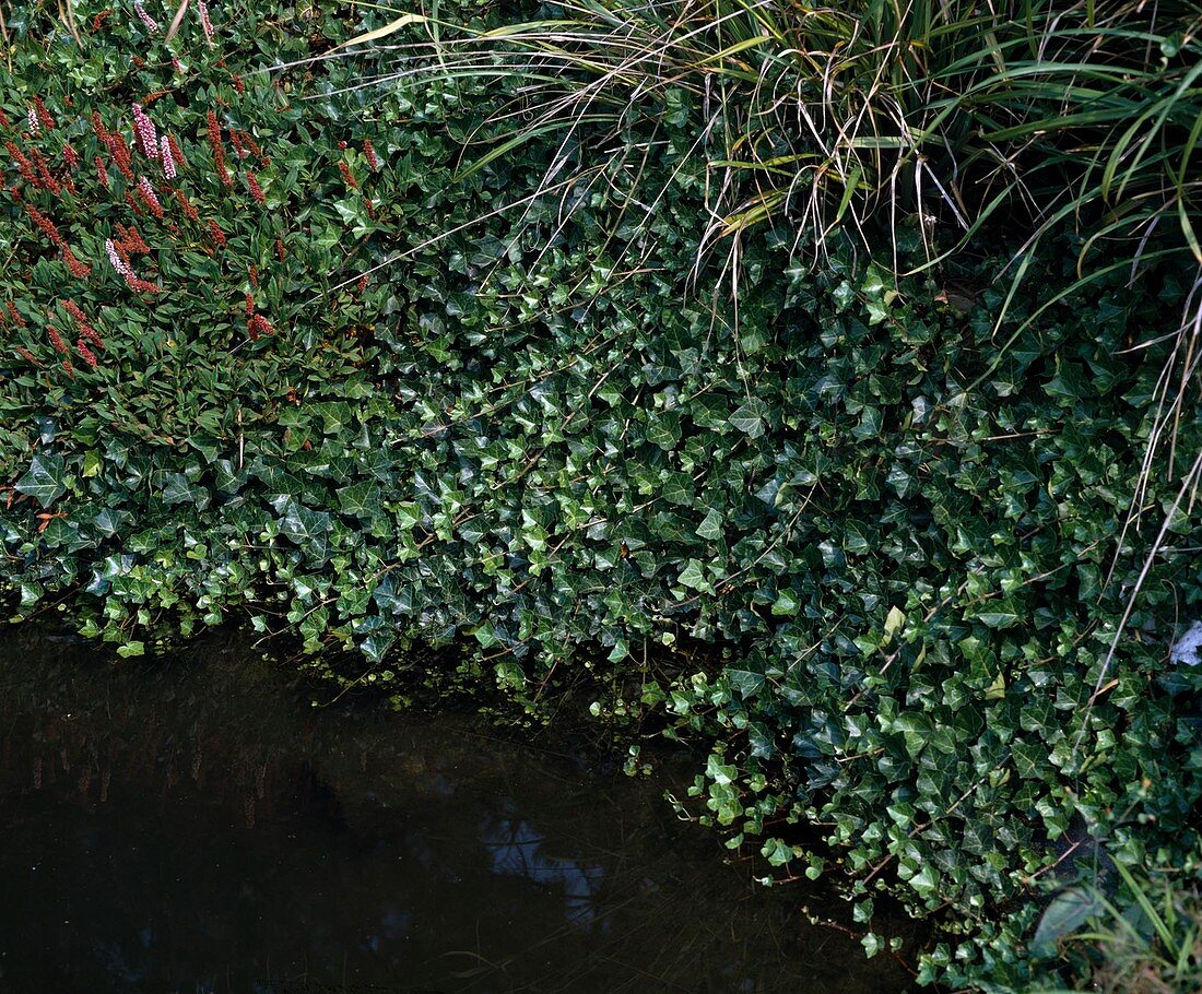 Pond edge planted with Hedera helix