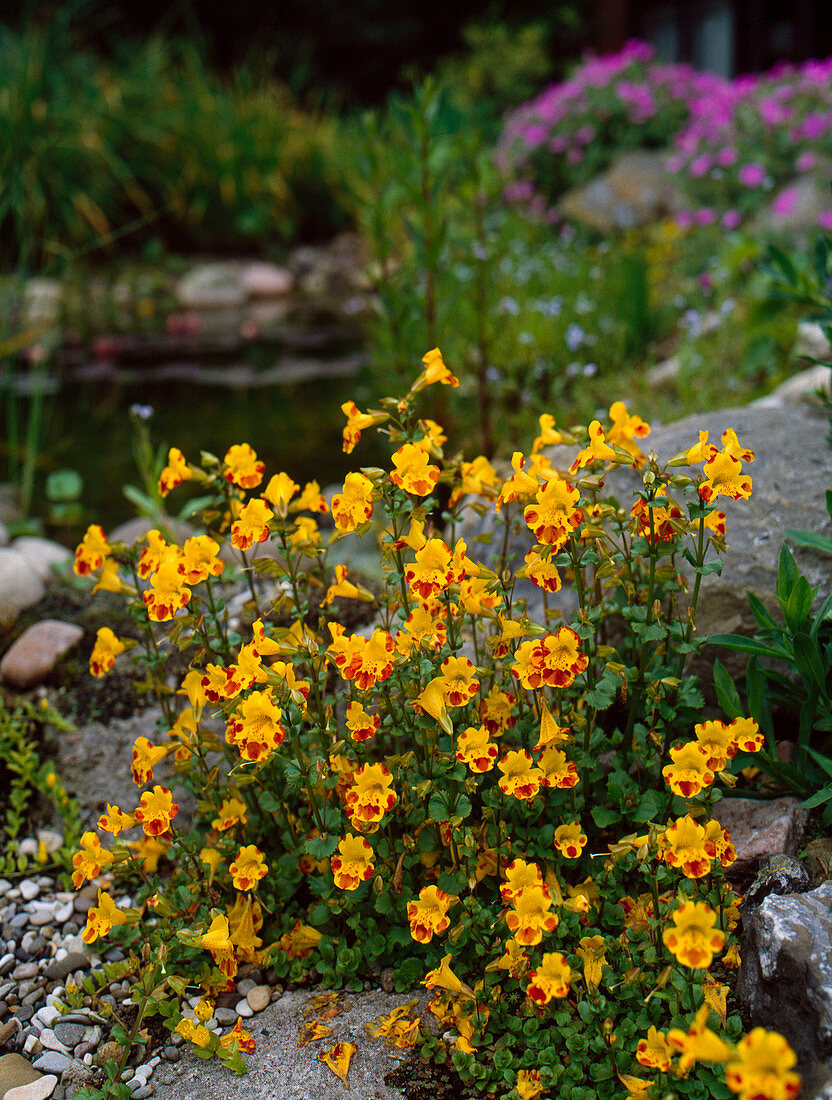 Mimulus luteus