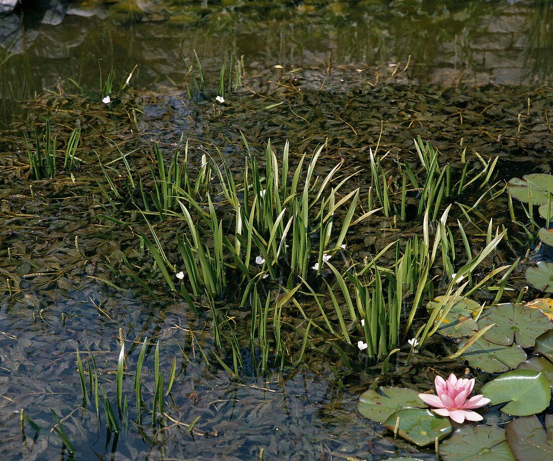 Stratiotes aloides, Potamogeton lucens