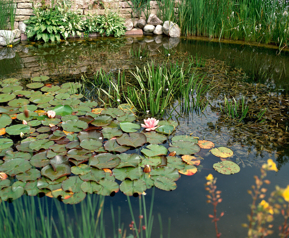 Stratiotes aloides (Krebsschere), Potamogeton crispus