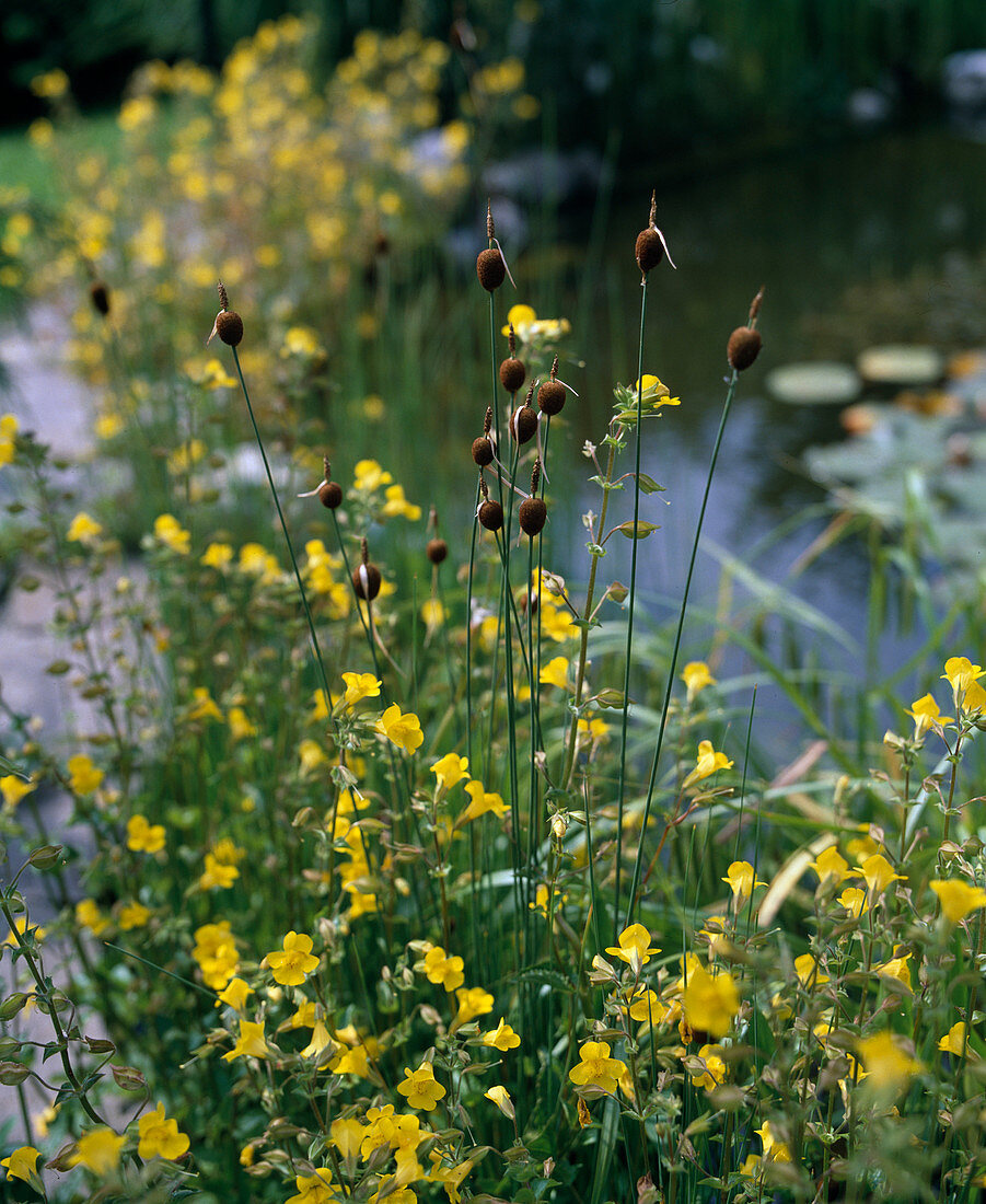 Typha minima