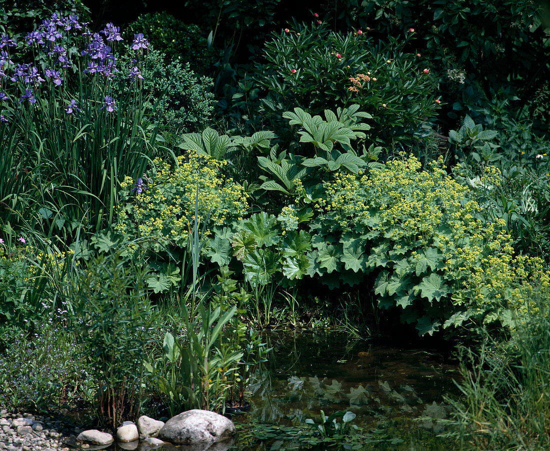 Pond edge with Alchemilla mollis