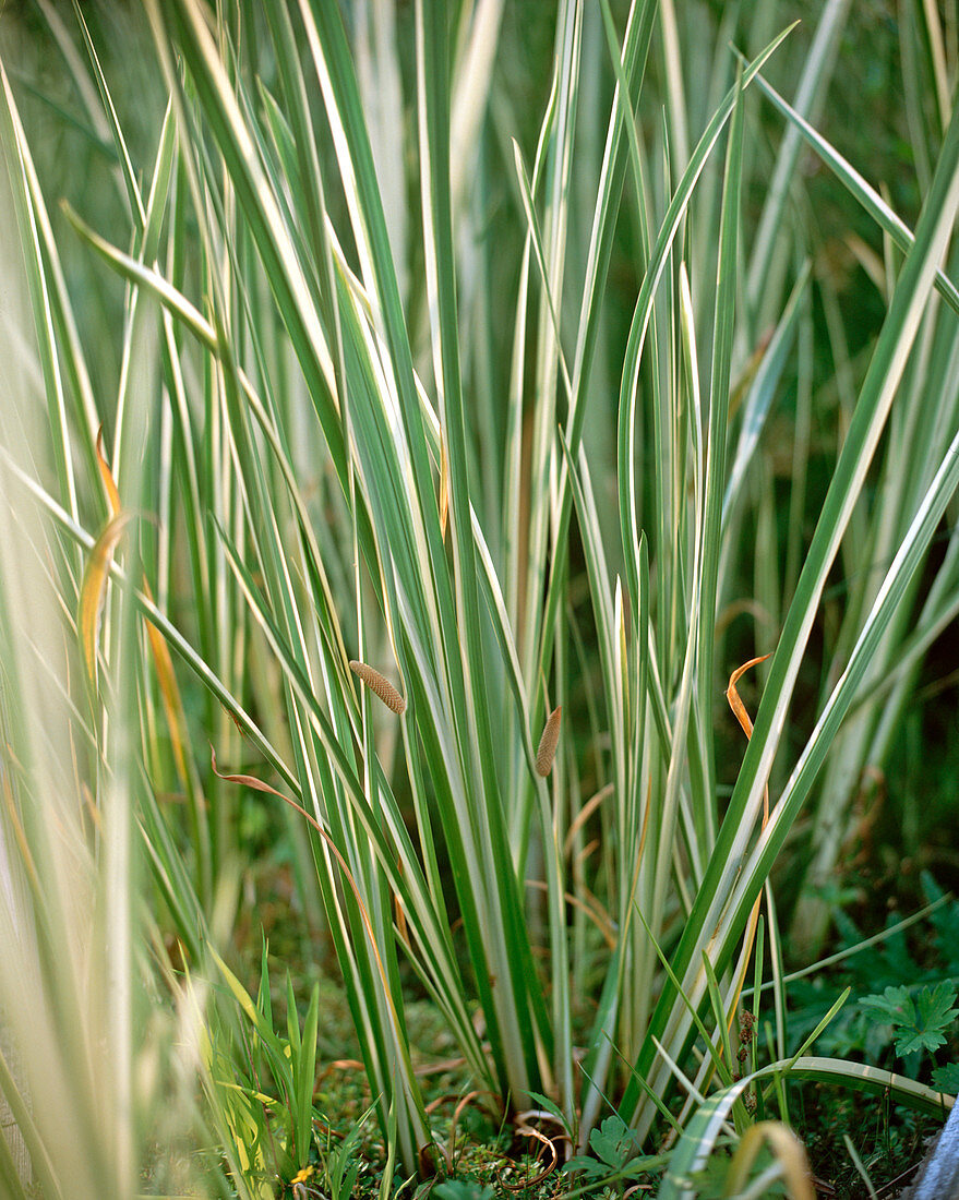 Acorus calamus 'Variegatus'