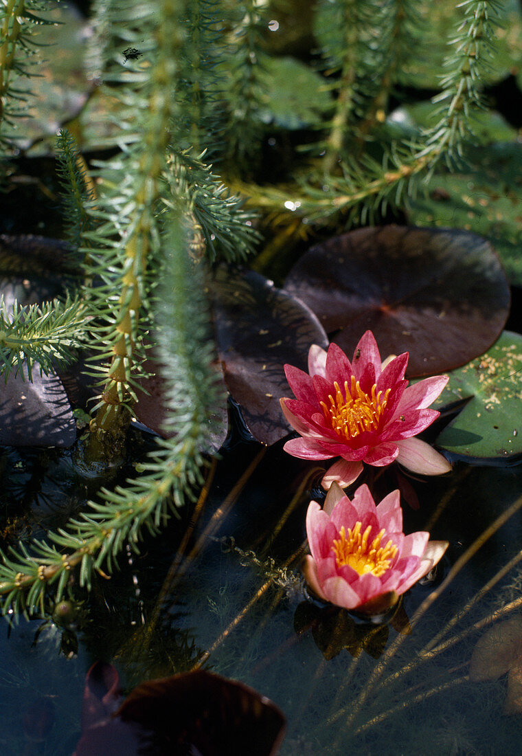 Nymphaea X Hybride 'Rene Gerard'