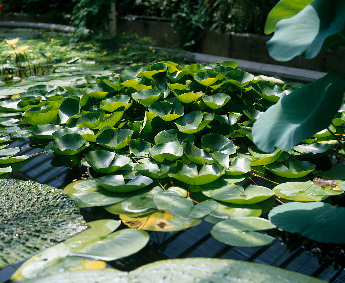 Leaves of Nymphaea