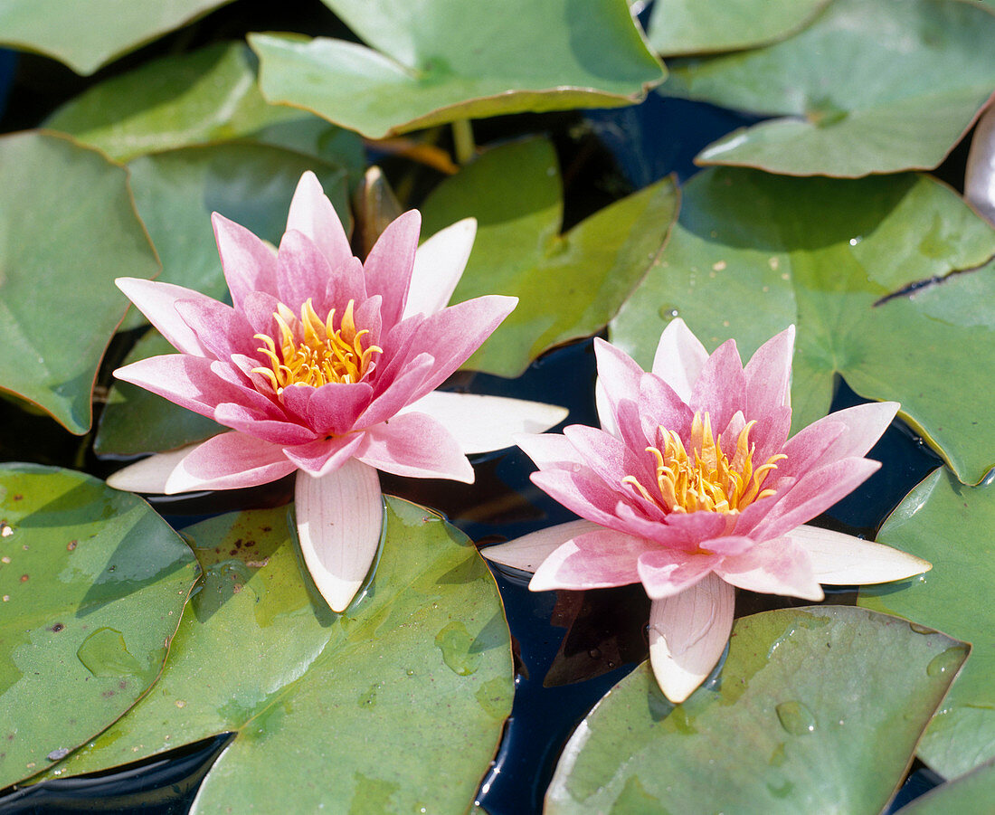 Nymphaea hybrid