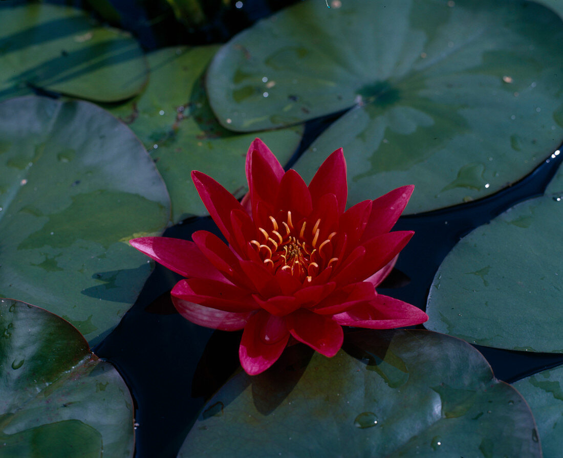 Nymphaea X Hybrid 'Escarboucle'