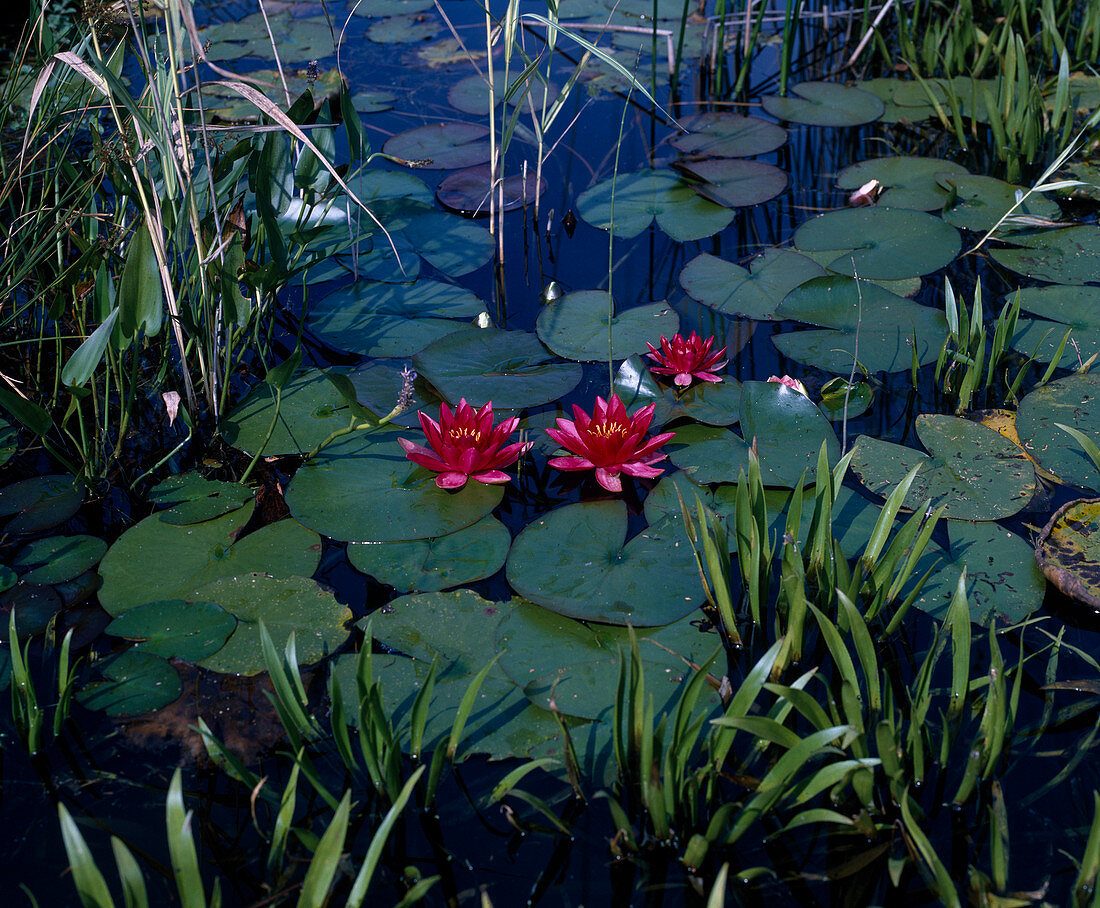 Nymphaea X Hybrid 'Escarboucle'