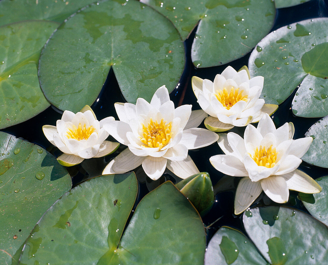 Nymphaea Alba