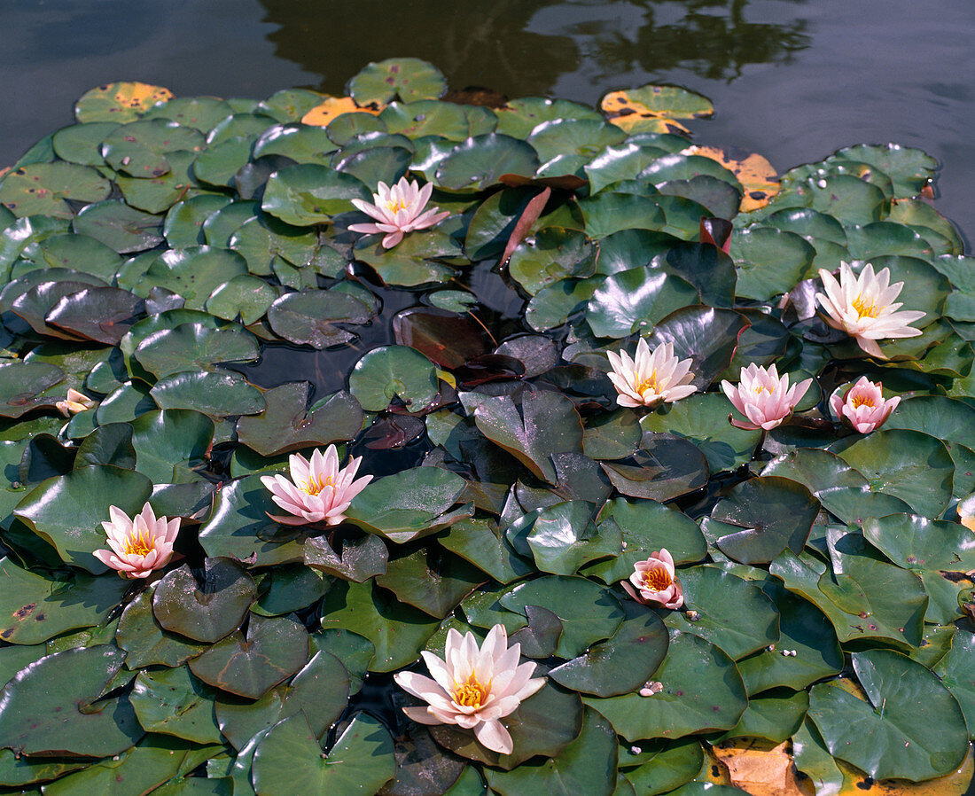 Nymphaea odorata 'Rose Nymph'