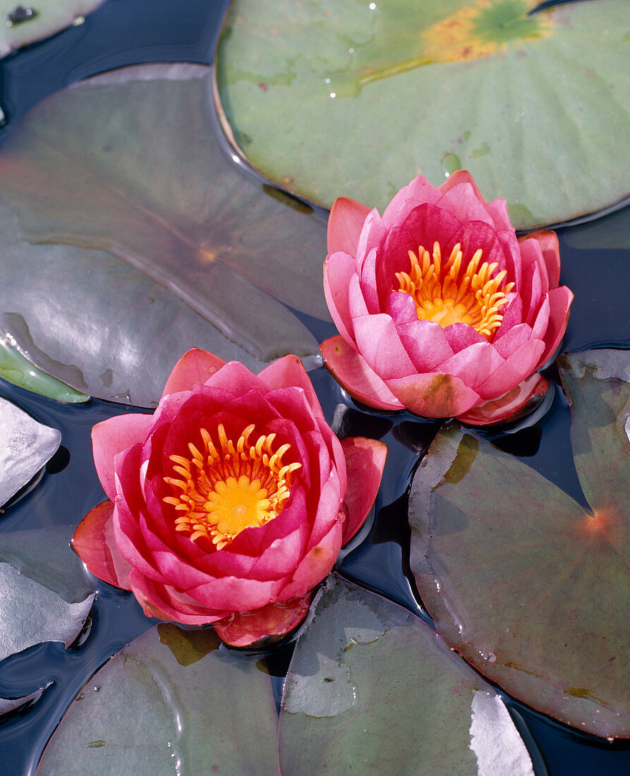 Nymphaea Hybride