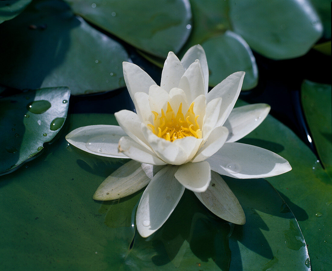 Nymphaea hybrid