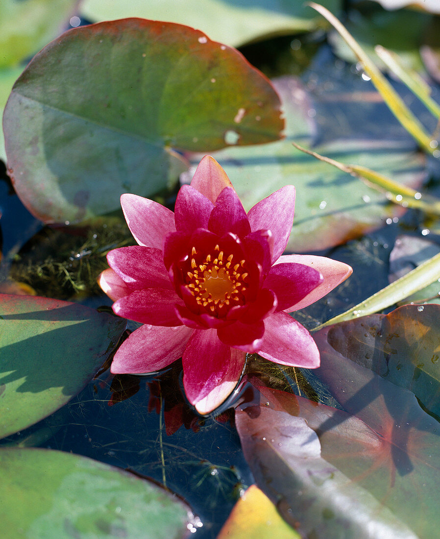 Nymphaea Hybride