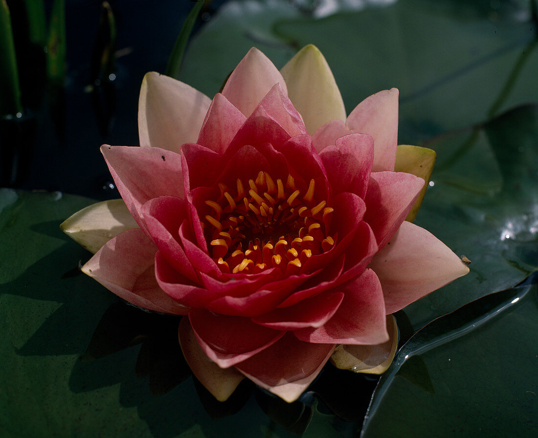 Nymphaea X hybrid 'Masaniello'