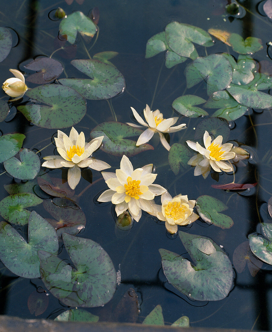 Nymphaea pygmaea