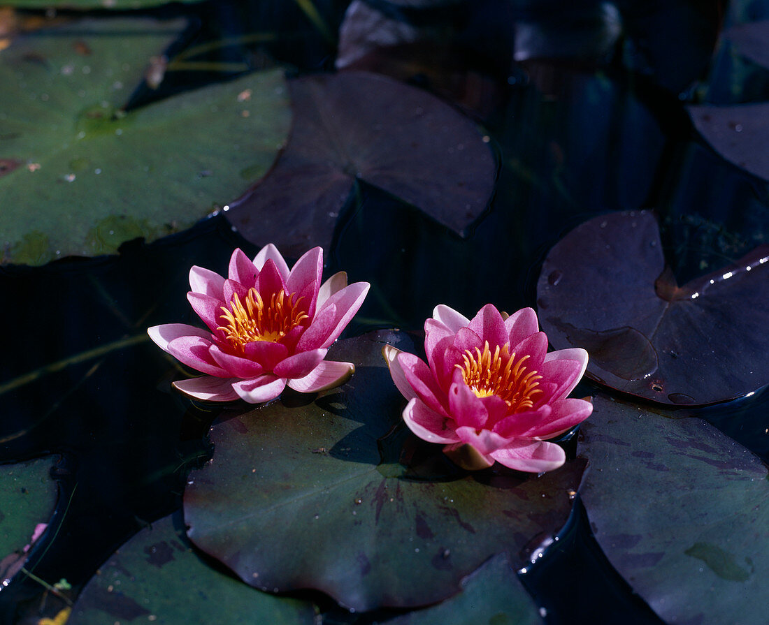 Nymphaea hybrida 'Maurice Laydeker'