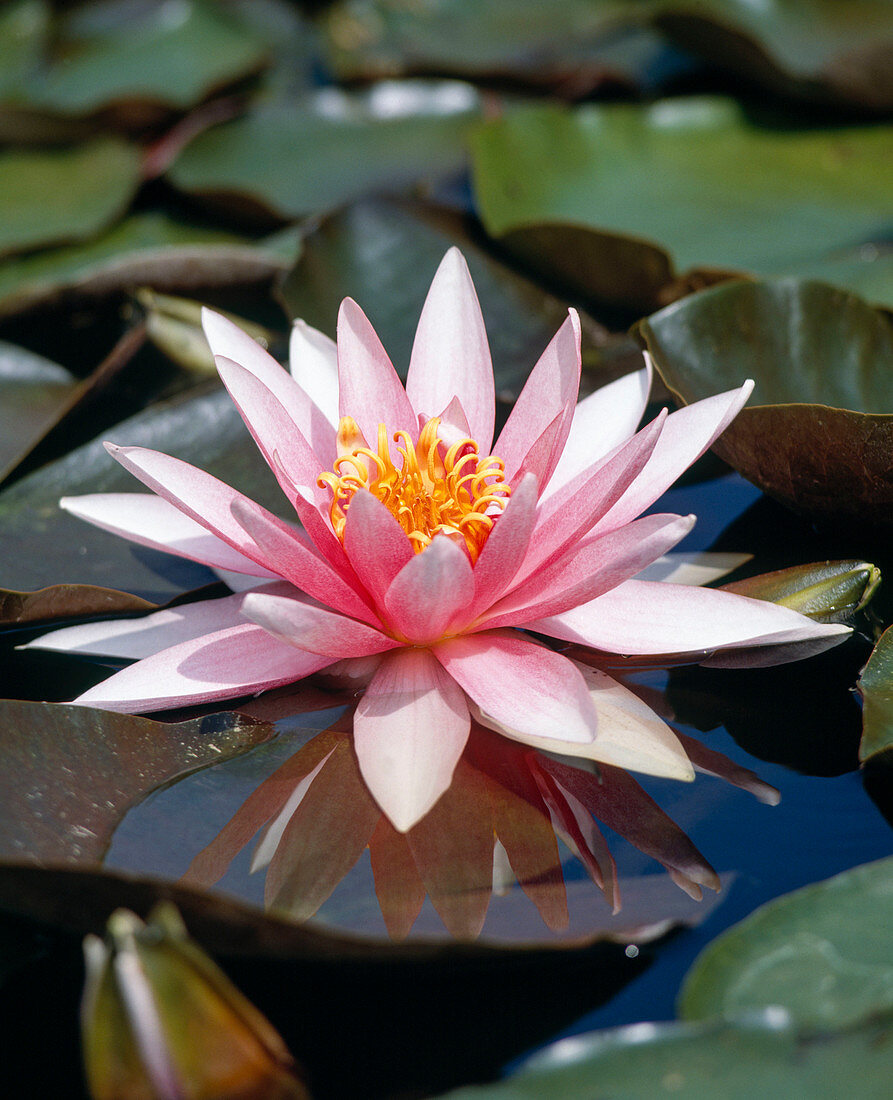 Nymphaea 'Fritz Junge'