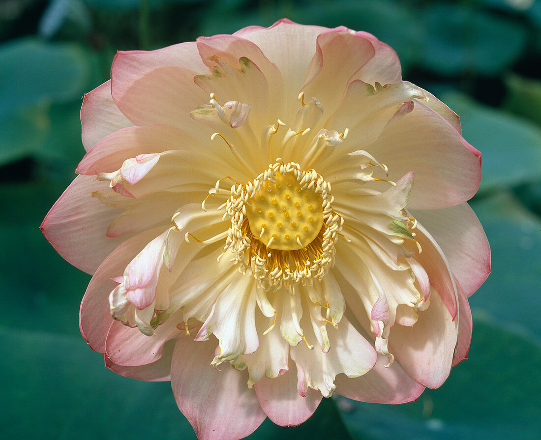 Nelumbo nucifera