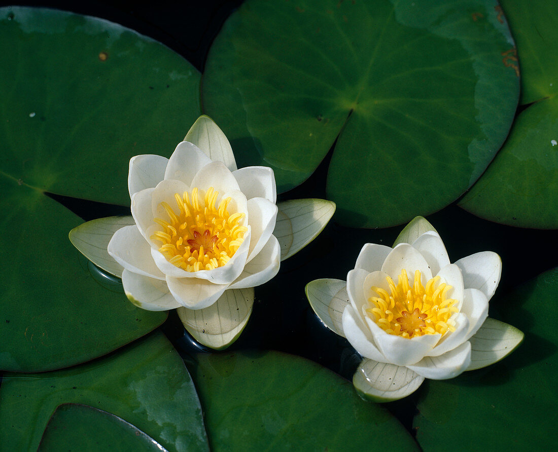 Nymphaea alba