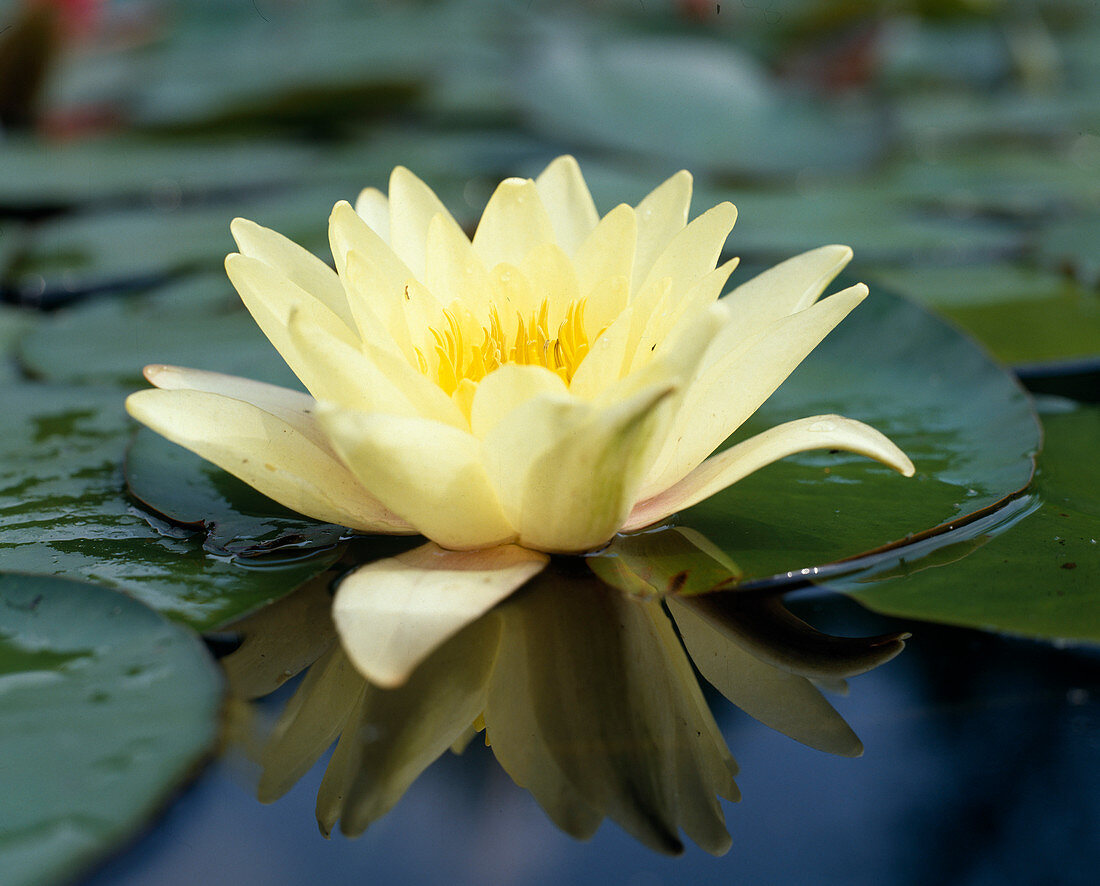 Nymphaea Hybride