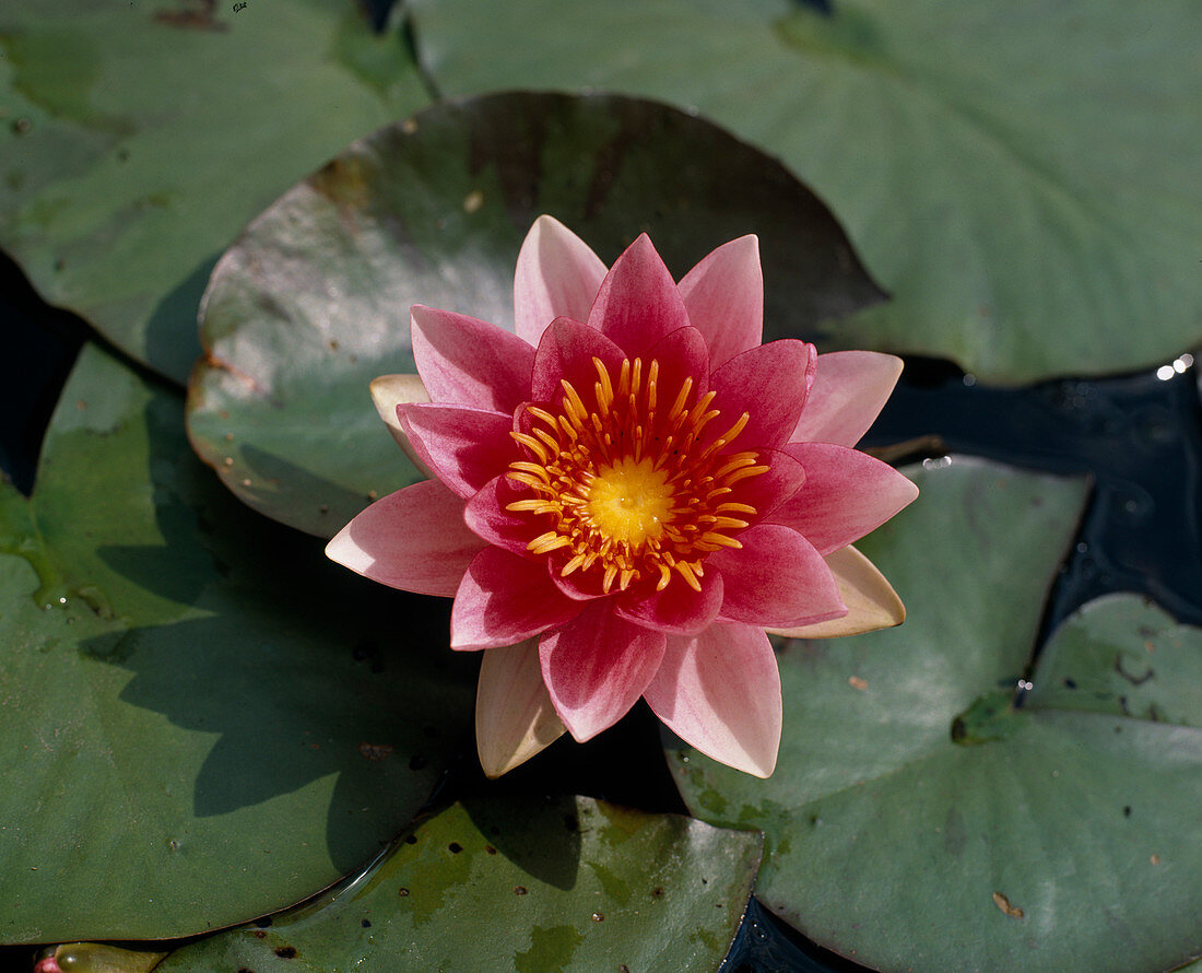 Nymphaea 'Charles de Meurville'