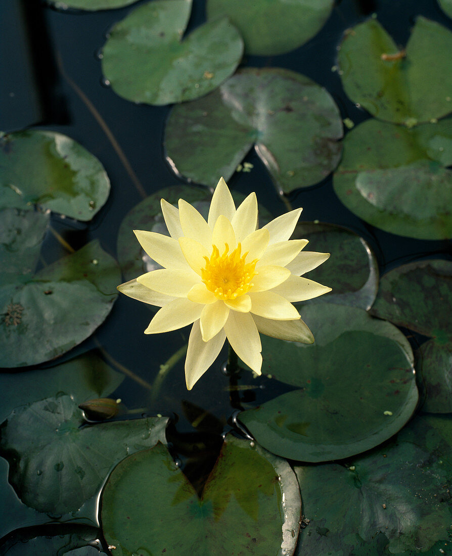 Fragrant garden water lily 'Sulphurea'