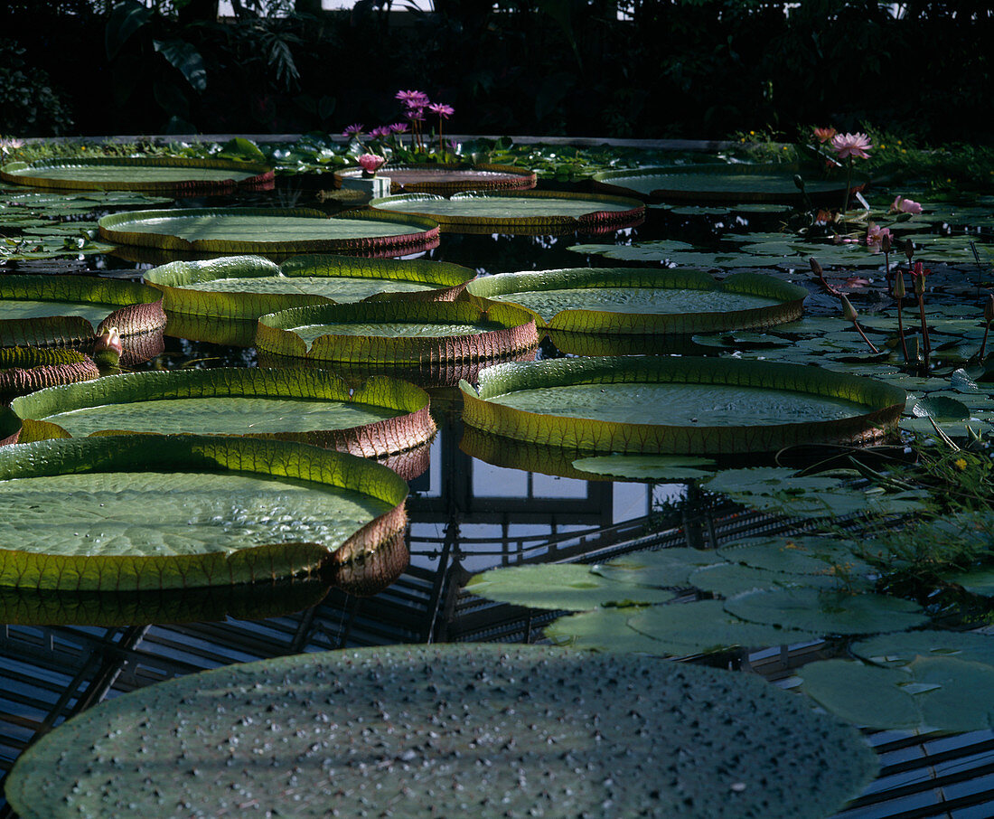 Victoria amazonica