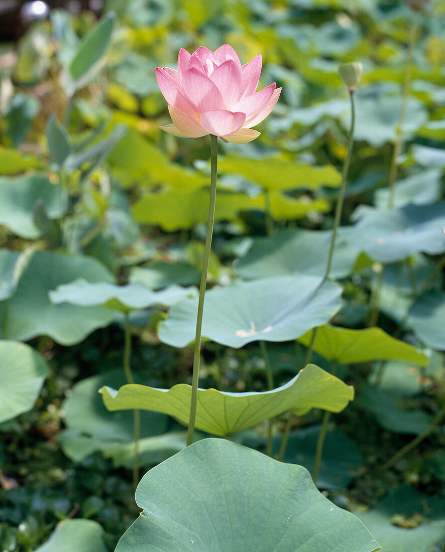 Nelumbo rubra