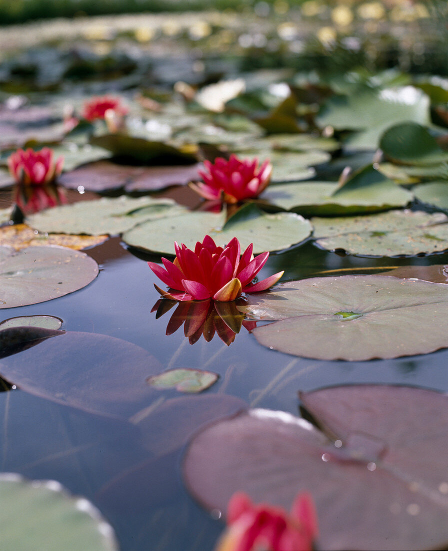 Nymphaea 'Escarboucle'