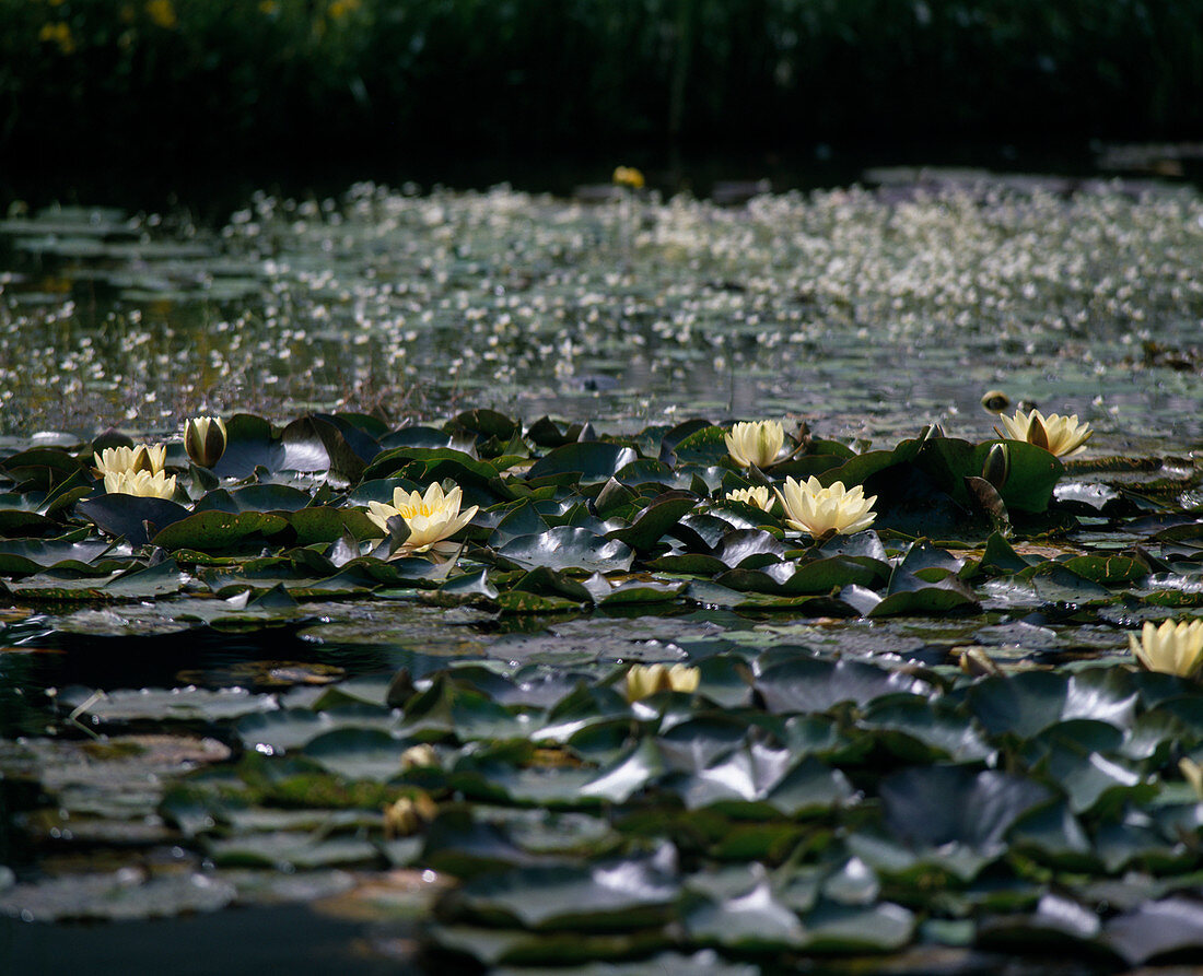 Nymphaea