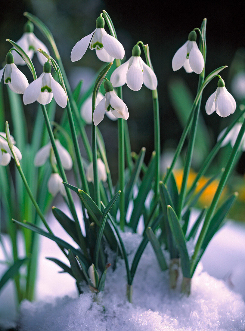 Galanthus nivalis / Schneeglöckchen